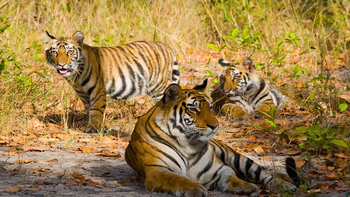 tigers of bandhavgarh national park